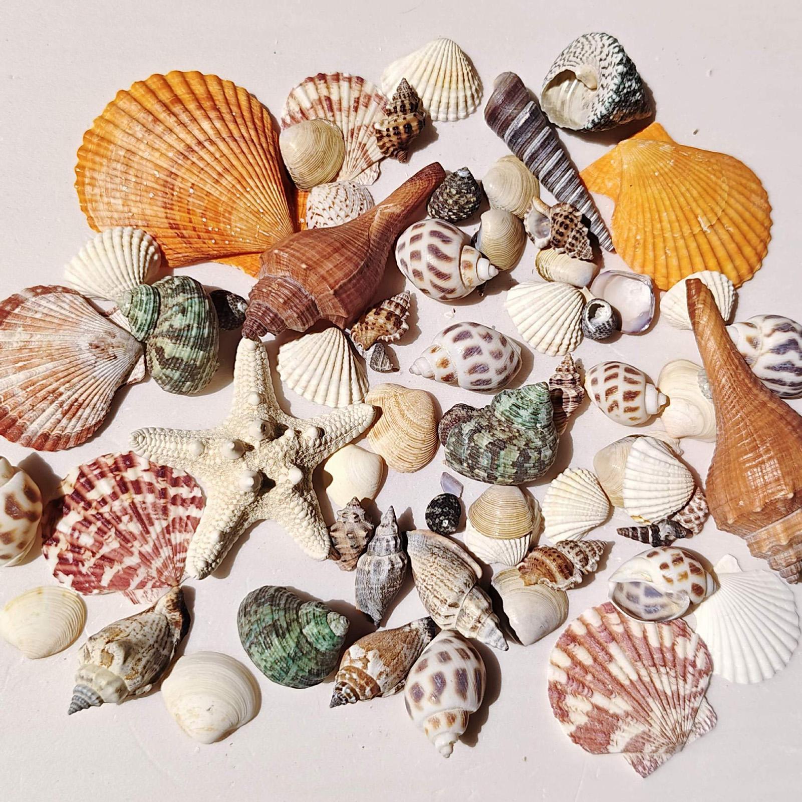 Tiny Shells Natural Sea Theme  - Candle Making For Kids recension och pris